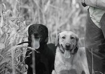 The Hunting Dogs